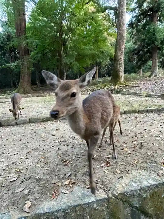 春日大社の動物