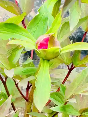 六孫王神社(京都府)