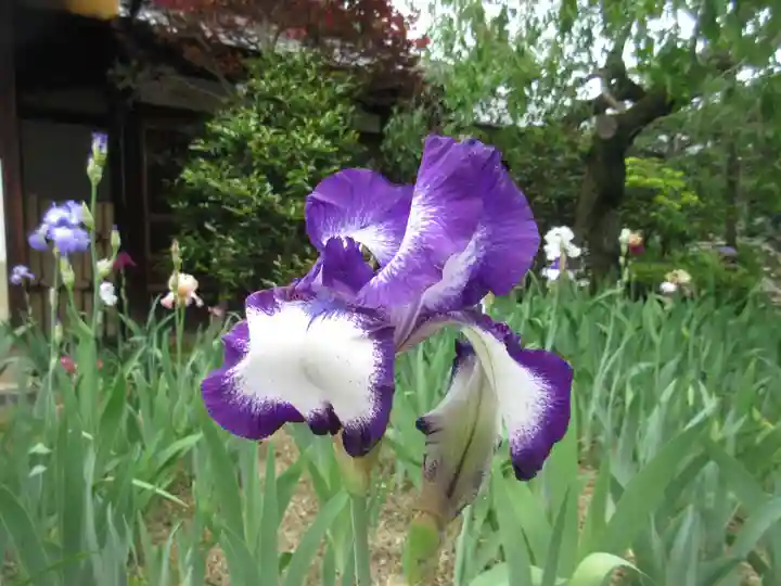 得浄明院(善光寺別院)の自然