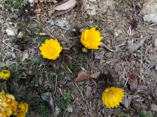 宝登山神社奥宮の自然