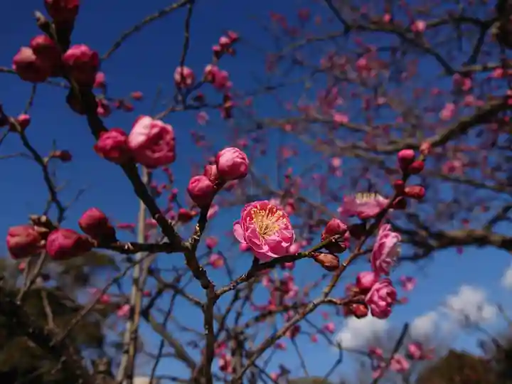 岡崎天満宮の自然