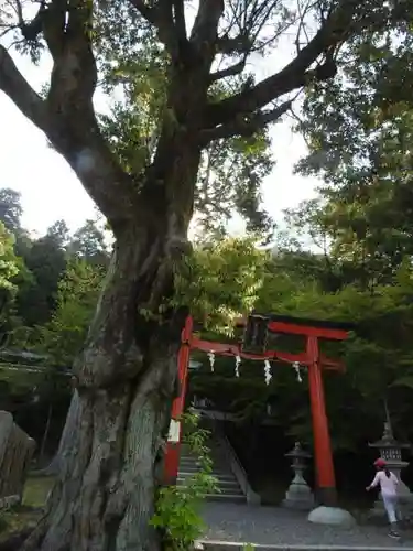 月読神社（松尾大社摂社）の鳥居