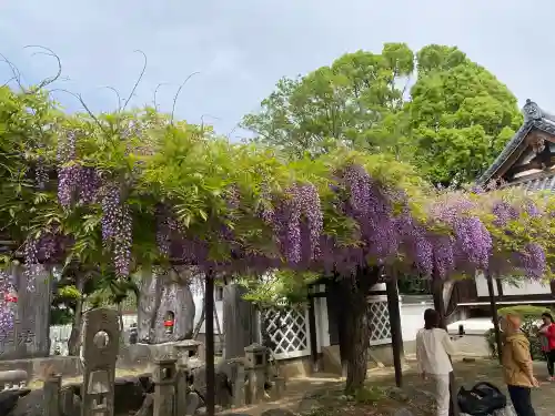 葛井寺の{uncategorized: "未分類", other: "その他", undefined: "問題あり", building: "その他建物", grave: "お墓", sacred_gate: "鳥居", guardian: "狛犬", statue: "像", buddha: "仏像", history: "歴史", nature: "自然", garden: "庭園", animal: "動物", pagoda: "塔", temizu: "手水舎", mountain_gate: "山門・神門", sanctuary: "本殿・本堂", subordinate: "末社・摂社", art: "芸術", scenery: "景色", jizo: "地蔵", ema: "絵馬", goshuin: "御朱印", omikuji: "おみくじ", items: "授与品その他", amulet: "お守り", goshuincho: "御朱印帳", eats: "食事", festival: "お祭り", votive_dance: "神楽", shichigosan: "七五三参", wedding: "結婚式", experience: "体験その他", initially: "初詣", around: "周辺", anti_infection: "感染症対策"}