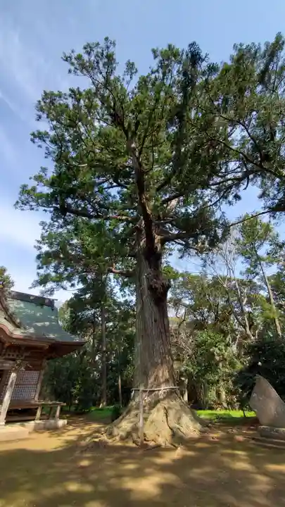 松山神社の自然