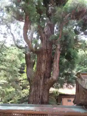 若狭姫神社（若狭彦神社下社）(福井県)