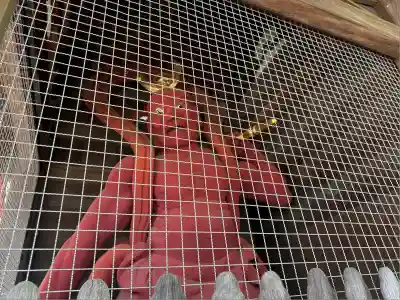 岩殿山安楽寺（吉見観音）(埼玉県)