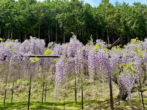 天台宗 五大山 白毫寺(兵庫県)