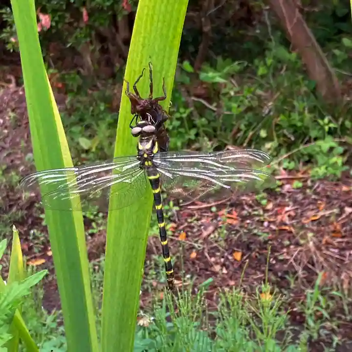 高司神社〜むすびの神の鎮まる社〜(福島県)