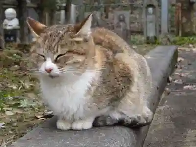 御誕生寺（猫寺）(福井県)