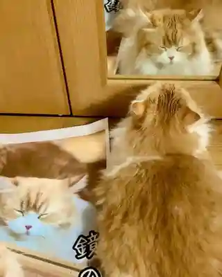 西教寺（下松駅徒歩５分）の動物