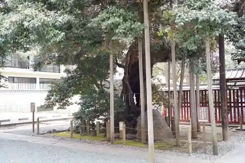 金王八幡宮の自然