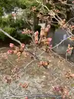 高司神社〜むすびの神の鎮まる社〜の自然