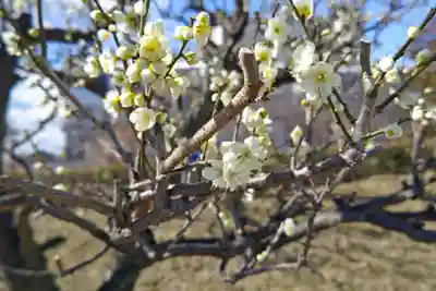 名木林神社の自然