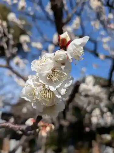福蔵院(東京都)