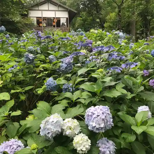 三千院門跡の自然