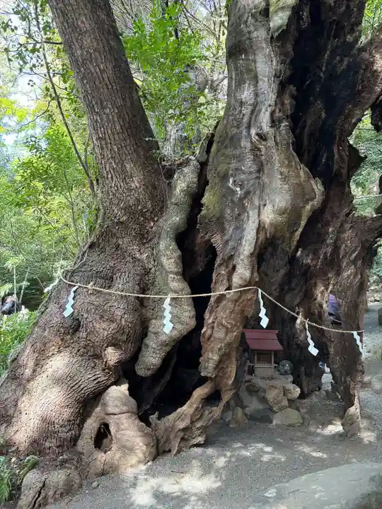來宮神社(静岡県)