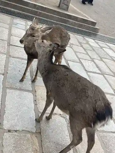 東大寺戒壇院戒壇堂(奈良県)