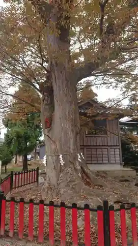 曽根神社の自然
