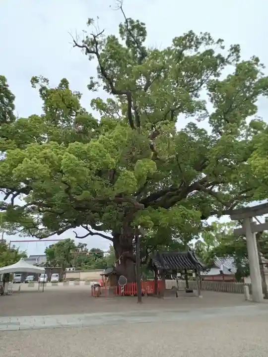 百舌鳥八幡宮(大阪府)