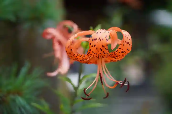 開成山大神宮の自然