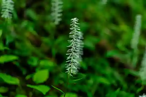 小國神社(静岡県)