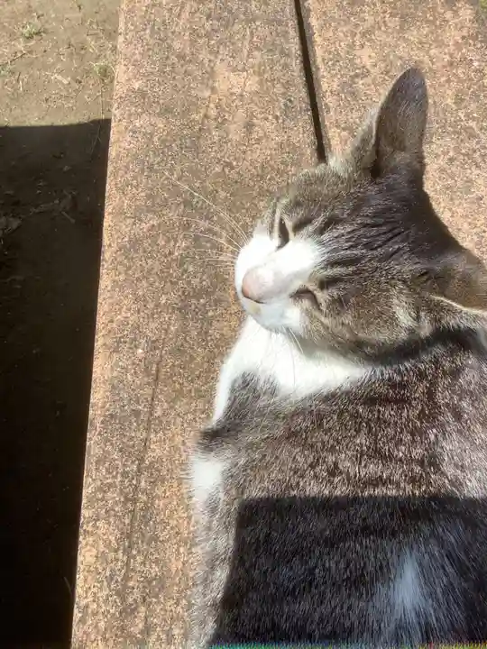 玉野御嶽神社の動物