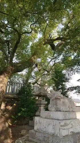 加納天満宮の狛犬