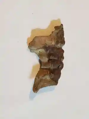 花山院菩提寺のその他建物