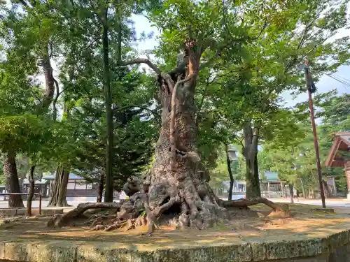 意富比神社の自然