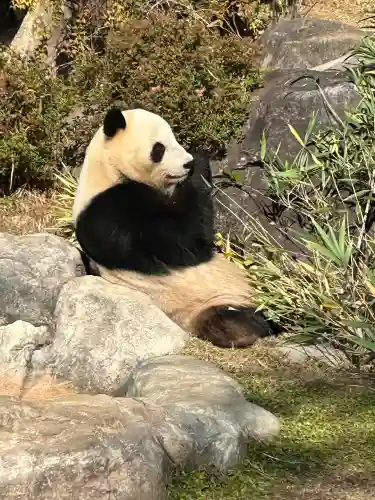 寛永寺(根本中堂)の{uncategorized: "未分類", other: "その他", undefined: "問題あり", building: "その他建物", grave: "お墓", sacred_gate: "鳥居", guardian: "狛犬", statue: "像", buddha: "仏像", history: "歴史", nature: "自然", garden: "庭園", animal: "動物", pagoda: "塔", temizu: "手水舎", mountain_gate: "山門・神門", sanctuary: "本殿・本堂", subordinate: "末社・摂社", art: "芸術", scenery: "景色", jizo: "地蔵", ema: "絵馬", goshuin: "御朱印", omikuji: "おみくじ", items: "授与品その他", amulet: "お守り", goshuincho: "御朱印帳", eats: "食事", festival: "お祭り", votive_dance: "神楽", shichigosan: "七五三参", wedding: "結婚式", experience: "体験その他", initially: "初詣", around: "周辺", anti_infection: "感染症対策"}