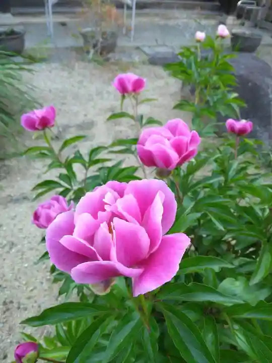 當麻寺の手水舎