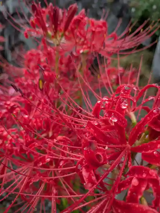 福寿院(東京都)