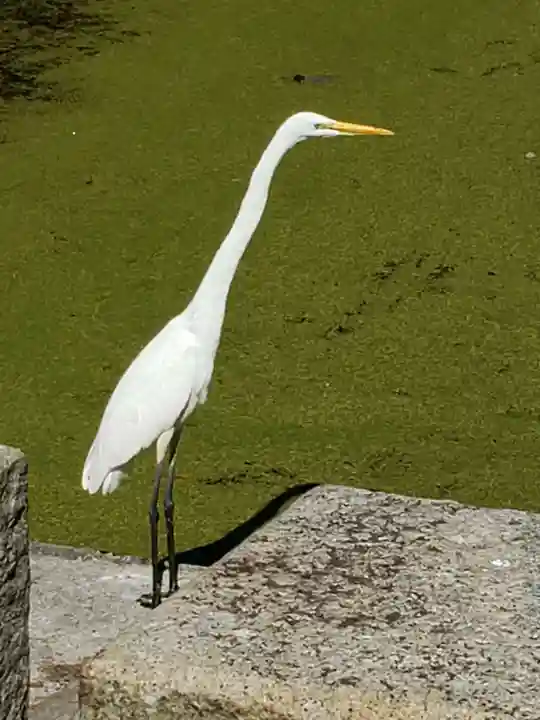 大嘗宮のその他建物