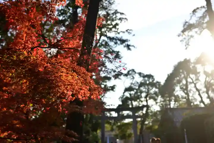 鶴岡八幡宮の自然