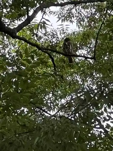 秩父今宮神社(埼玉県)