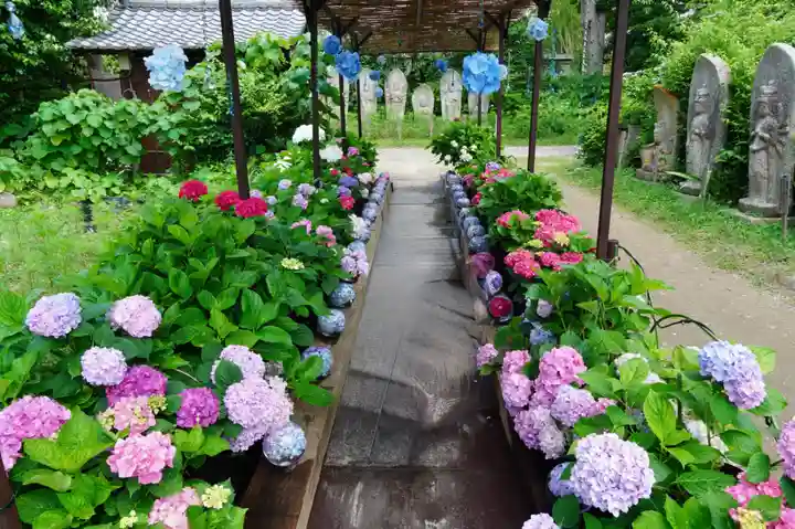 般若寺 ❁コスモス寺❁(奈良県)