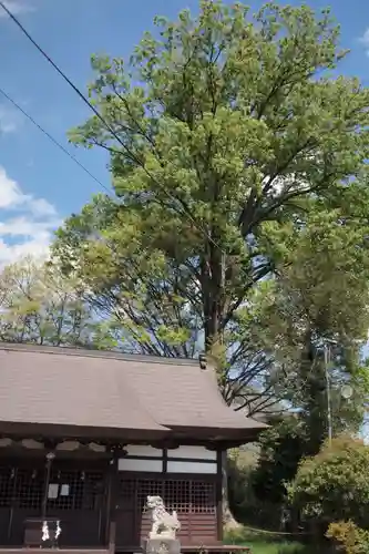 二宮神社の狛犬