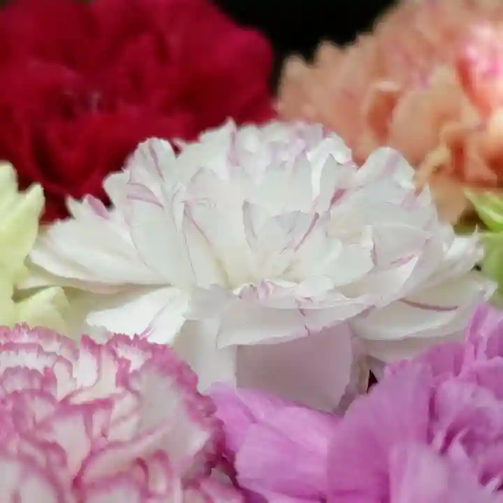 帯廣神社の手水舎