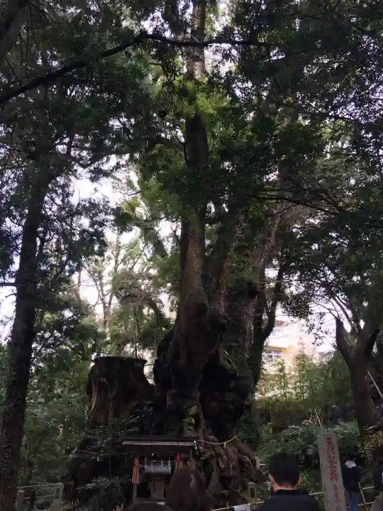 來宮神社の自然