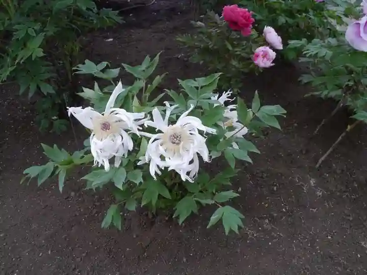 上野東照宮の自然