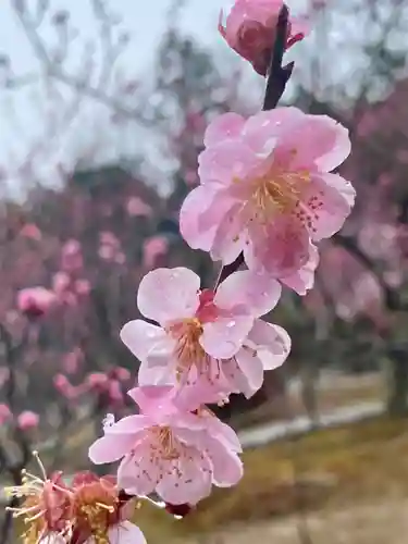 隨心院（随心院）の自然