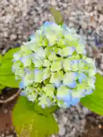 總社 和田八幡宮(福井県)