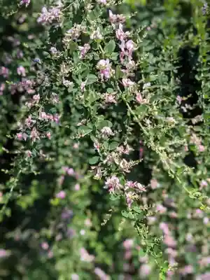 最明寺(香川県)