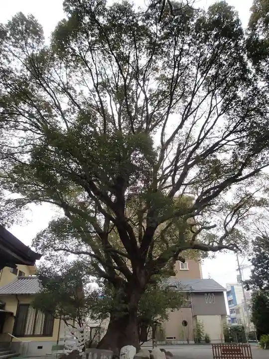 伊河麻神社の自然