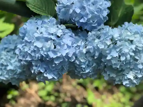 藤森神社の自然