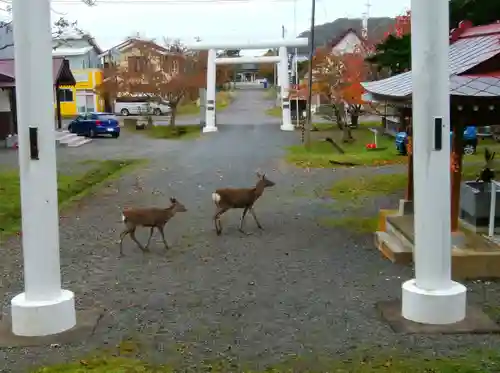 厚岸神社の動物