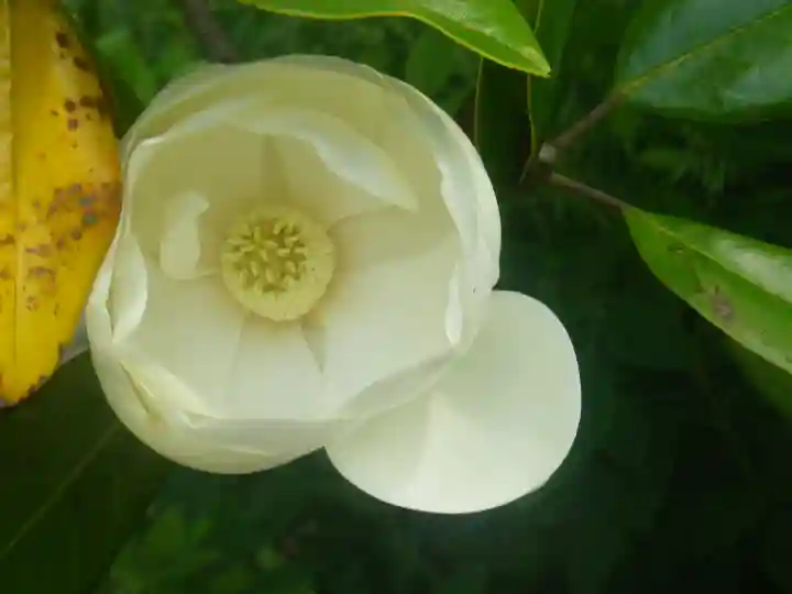 浄光明寺の自然