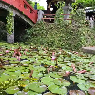 牛嶋天満宮の自然