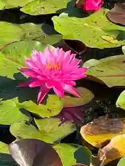 倶梨迦羅神社の自然