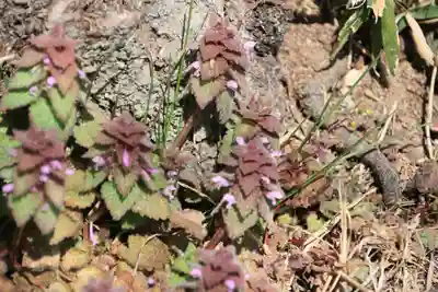 長屋神社の自然
